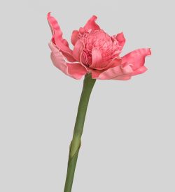 TR 612 Имбирь-факел