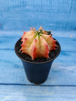 Gymnocalycium Variegata (Гимнокалициум Вариегатный)