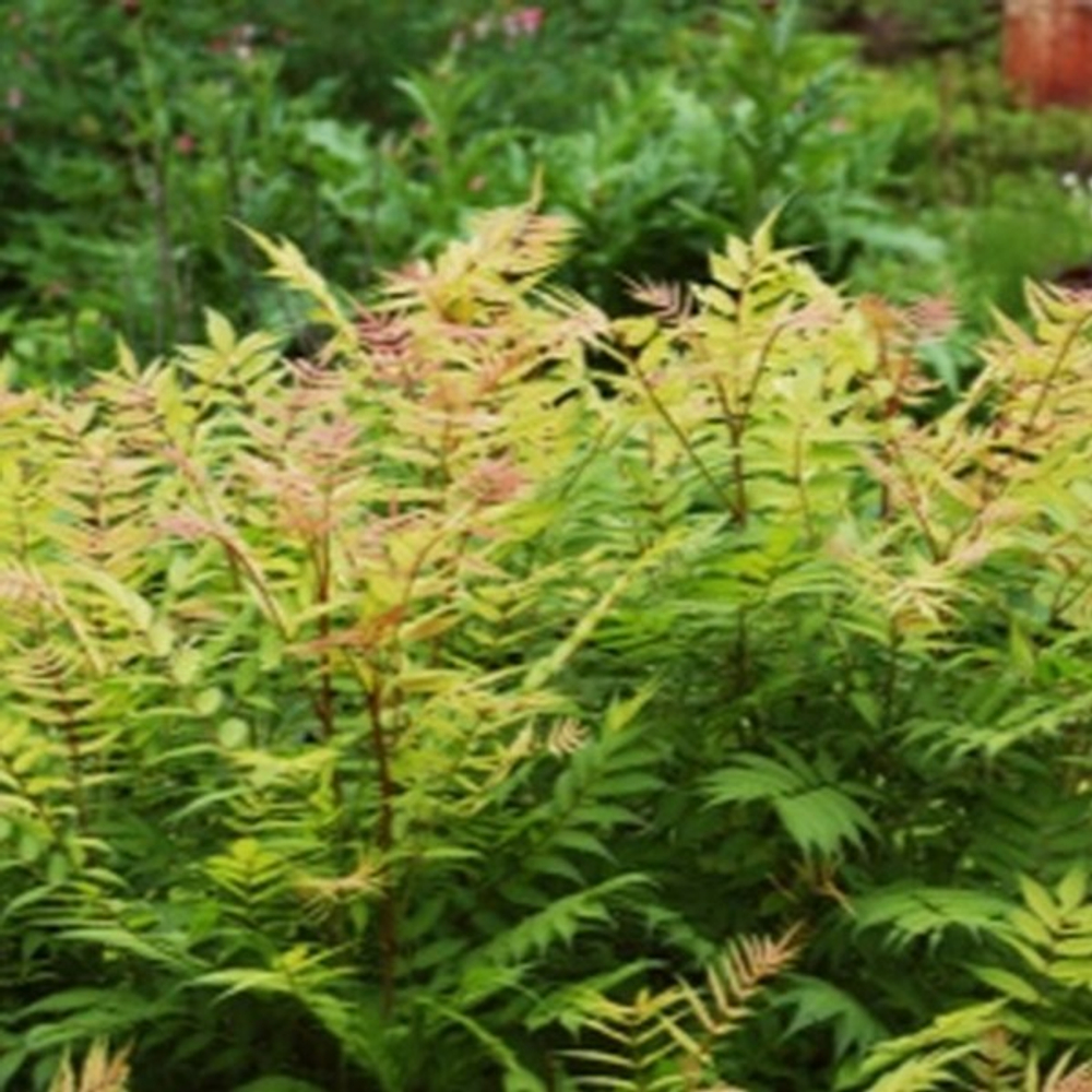 Рябинник рябинолистный Сэм С3