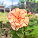 Адениум MONDOLIKO