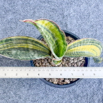 Сансевиерия PHUPRAMORN DELIGHT VAR