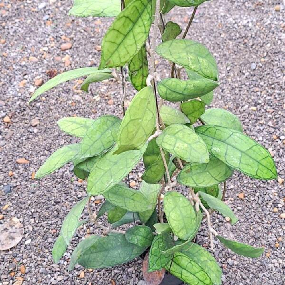 Хойя FINLAYSONII