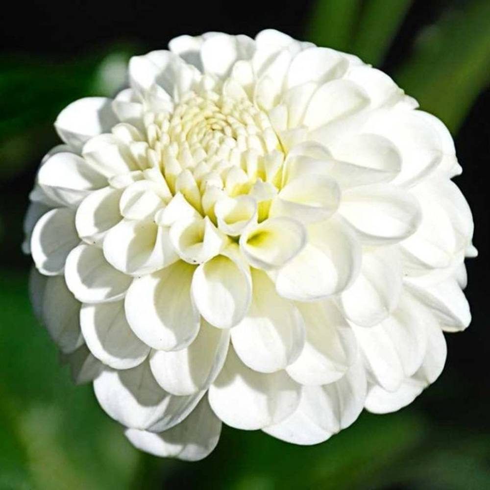 Георгин Сноуфлейк (1 шт) Волжский Сад