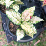 Аглаонема BLACK MAROON VAR