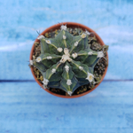 Gymnocalycium Friedrichii (Гимнокалициум)
