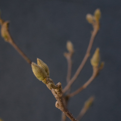 174. Магнолия (ветка / букет)