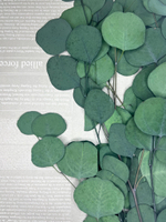 Эвкалипт стабилизированный популус зеленый