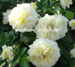 Роза флорибунда Чайковский (горшок 5л)