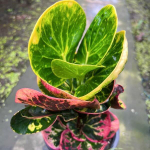 Кротон SEDTHEE KHLONG MAI