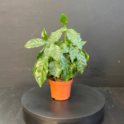 Кофейное дерево (Coffea arabica)