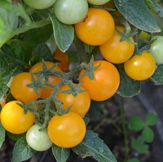 Томат Золотой поток F1 1000 семян