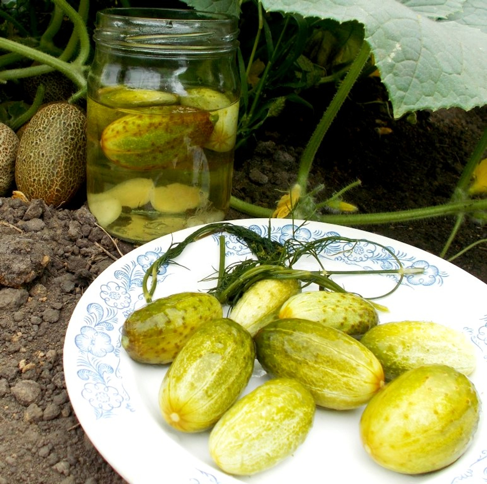 Огурец Изначальный Древнерусский