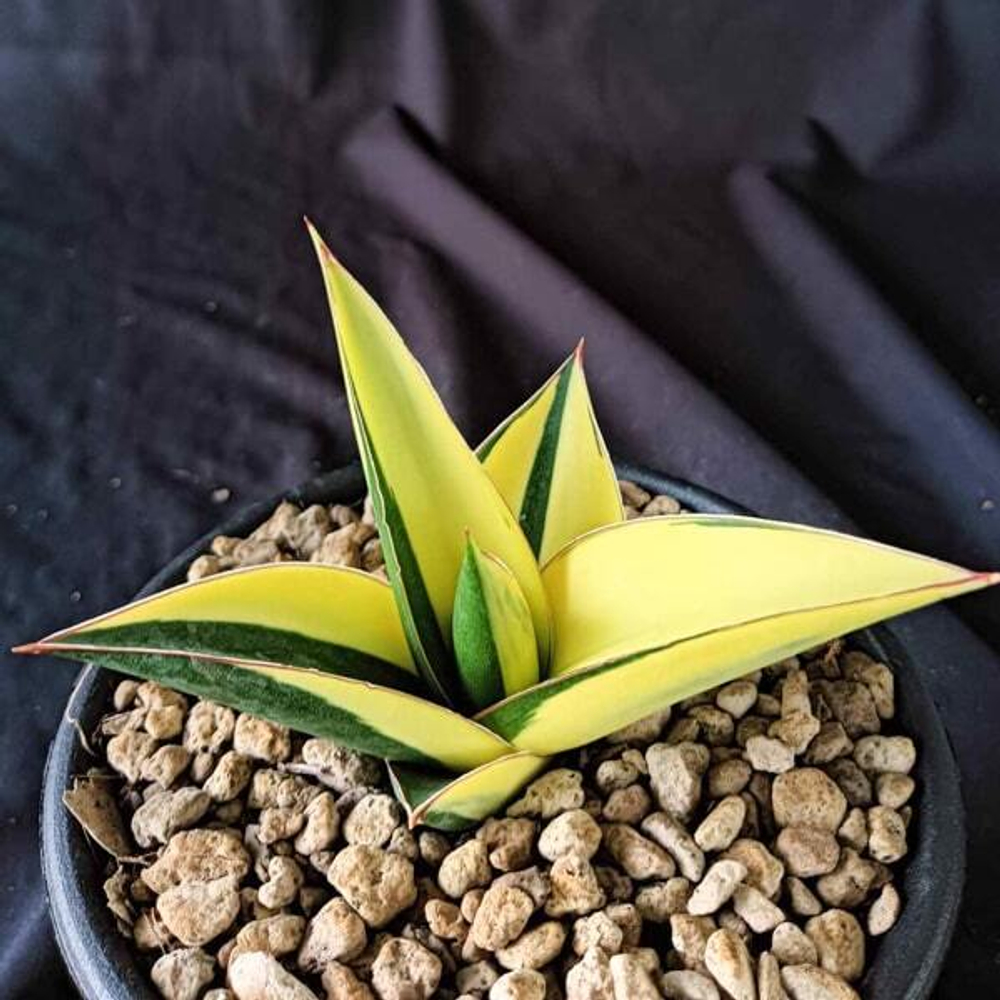 Сансевиерия TOWER BLUE VAR