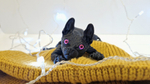 Подвижный кот Сфинкс, игрушка антистресс, черный