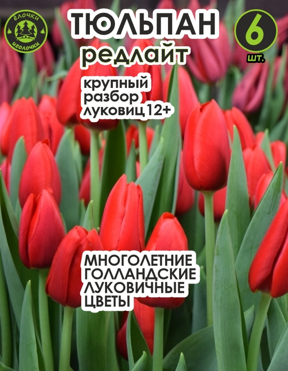Тюльпан луковичные цветы, Редлайт 6 шт, разбор 12+