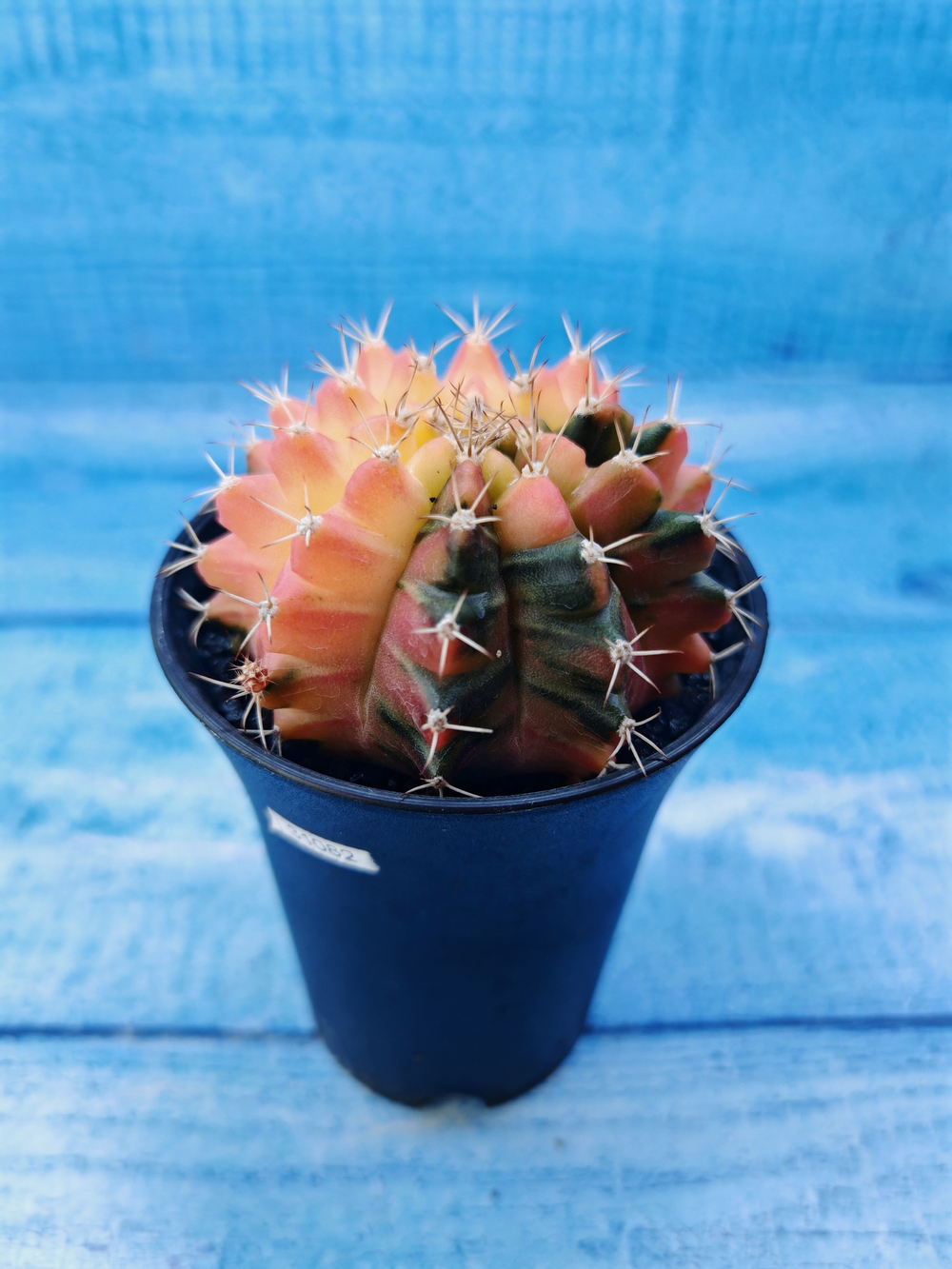 Gymnocalycium Variegata (Гимнокалициум Вариегатный)