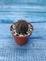 Суккулент Euphorbia Obesa (Эуфорбия)