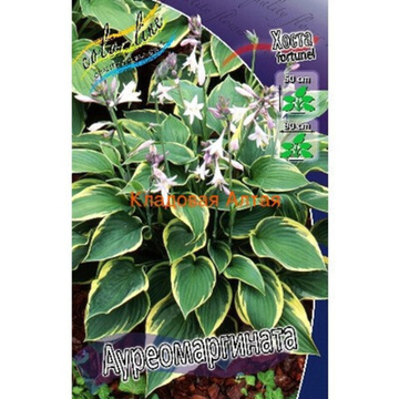 Хоста Ауреомаргината