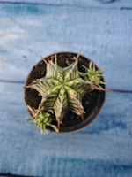 Euphorbia meloformis f. Variegated (Эуфорбия вариегатная)