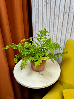 Аглаоморфа Мейна Кристатная, Папоротник, D12см Н30см, 1шт, Urban Jungle (7143)
