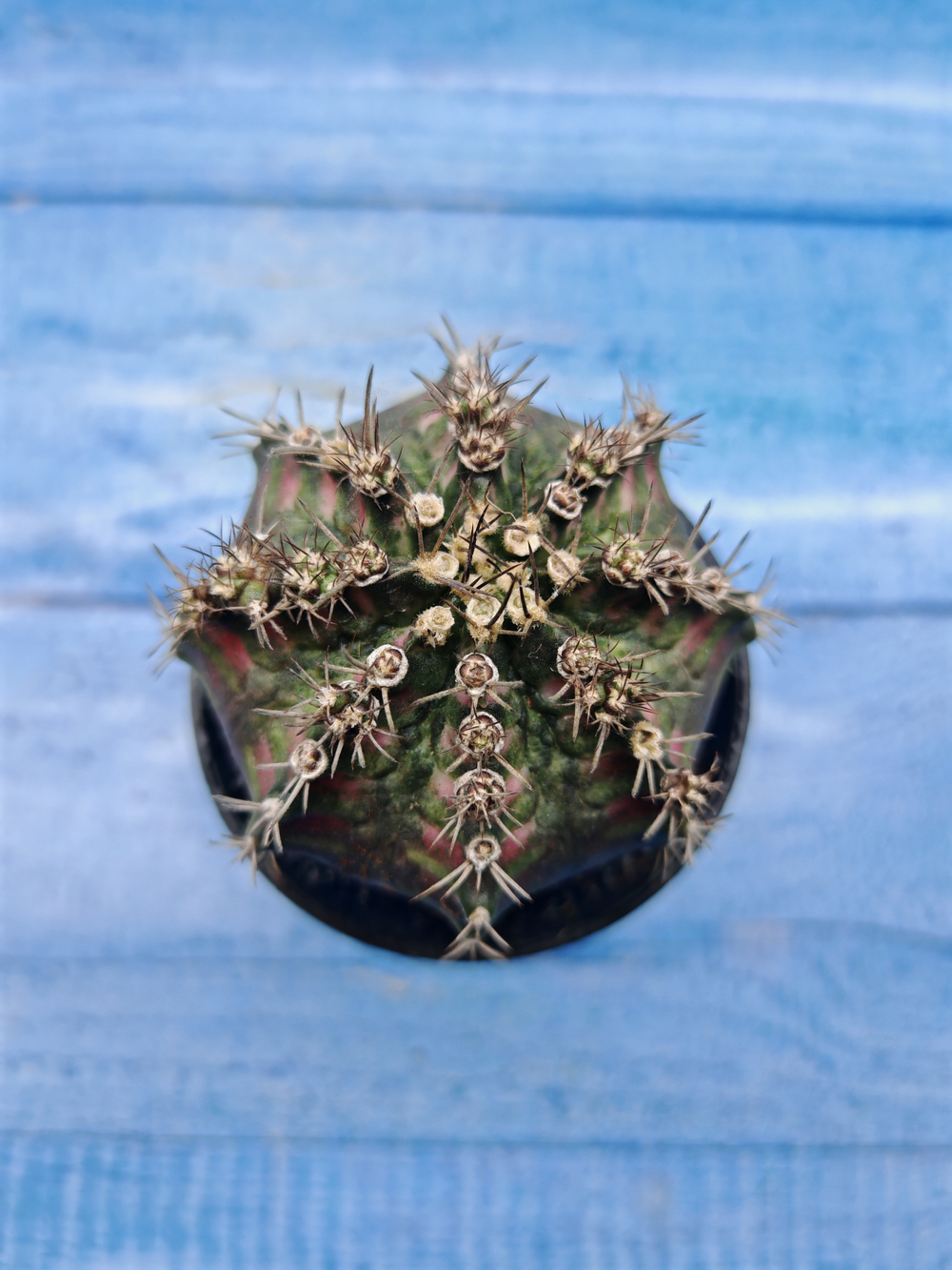 Gymnocalycium T-Rex Pink hybride (Гимнокалициум T-rex)