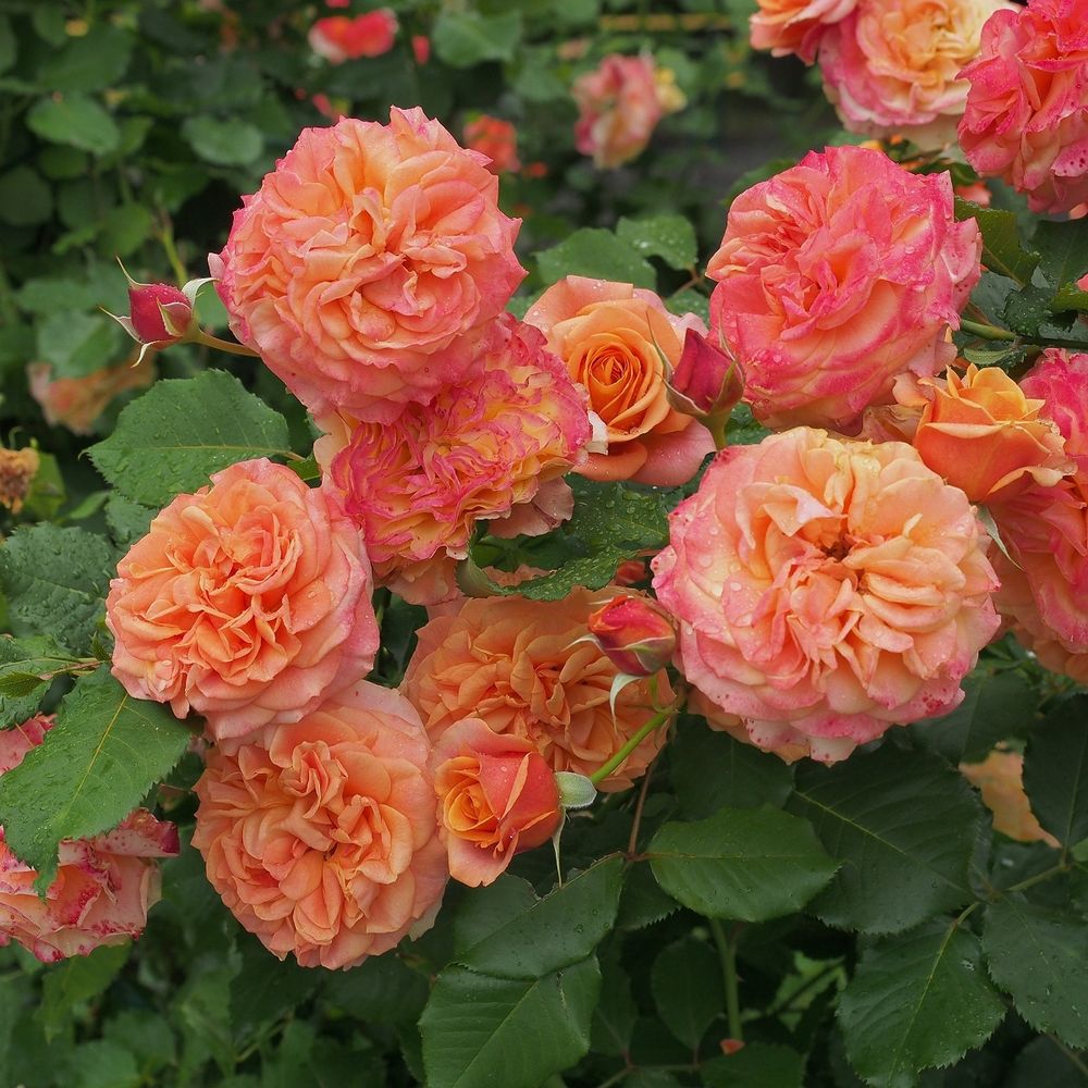 Ла Вилла Котта (La Villa Cotta)