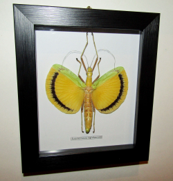 Палочник Eurynecroscia nigrofasciata в рамке