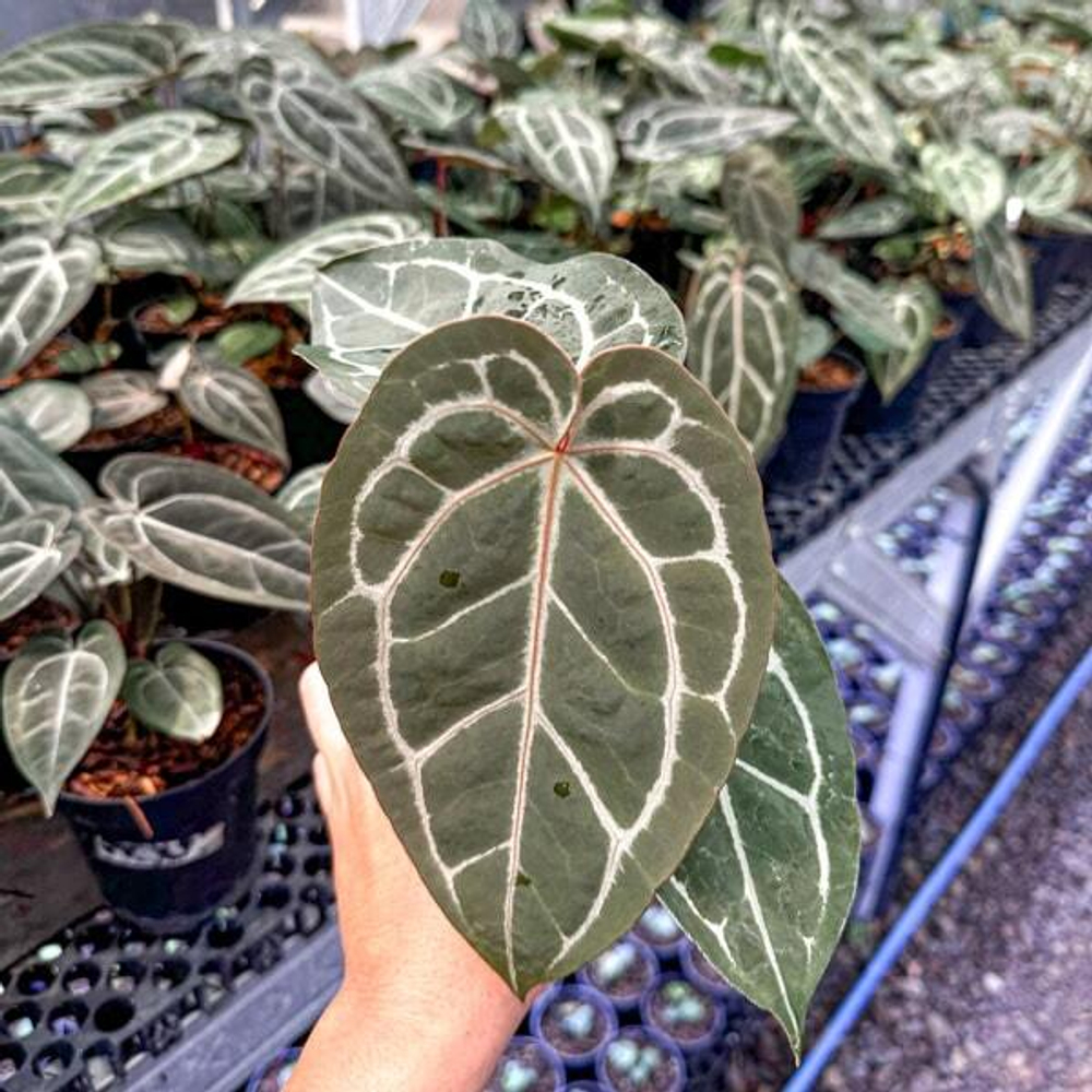 Антуриум BVIT x MICHELLE s.M