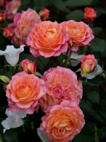 Роза шраб Мишель Бедросян