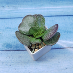 Adromischus Maculatus (Адромискус)