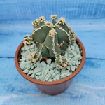 Astrophytum Myriostigma "Hakujo Fukuryu"  (Астрофитум)