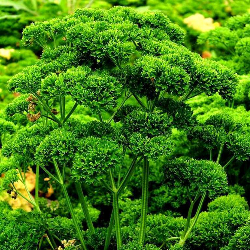 Петрушка Рыночная Курчавая