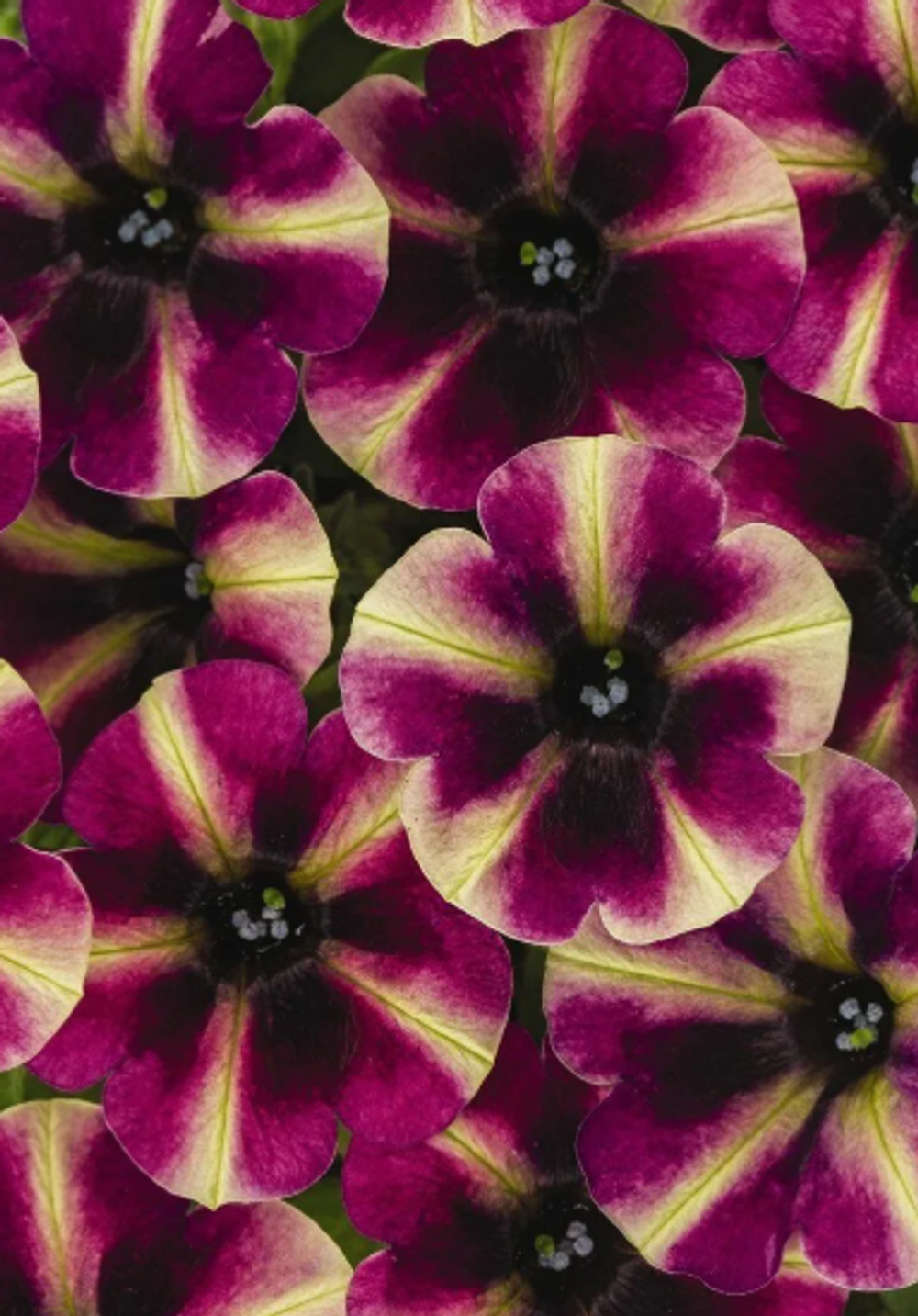 ЕВРО Петуния Crazytunia Blackberry Cheesecake укорененный черенок ОКС декабрь 25