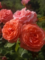 Роза плетистая Ди Ди Бриджуотер