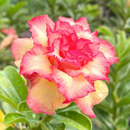 Адениум TQC-95-FLAMING PEONY