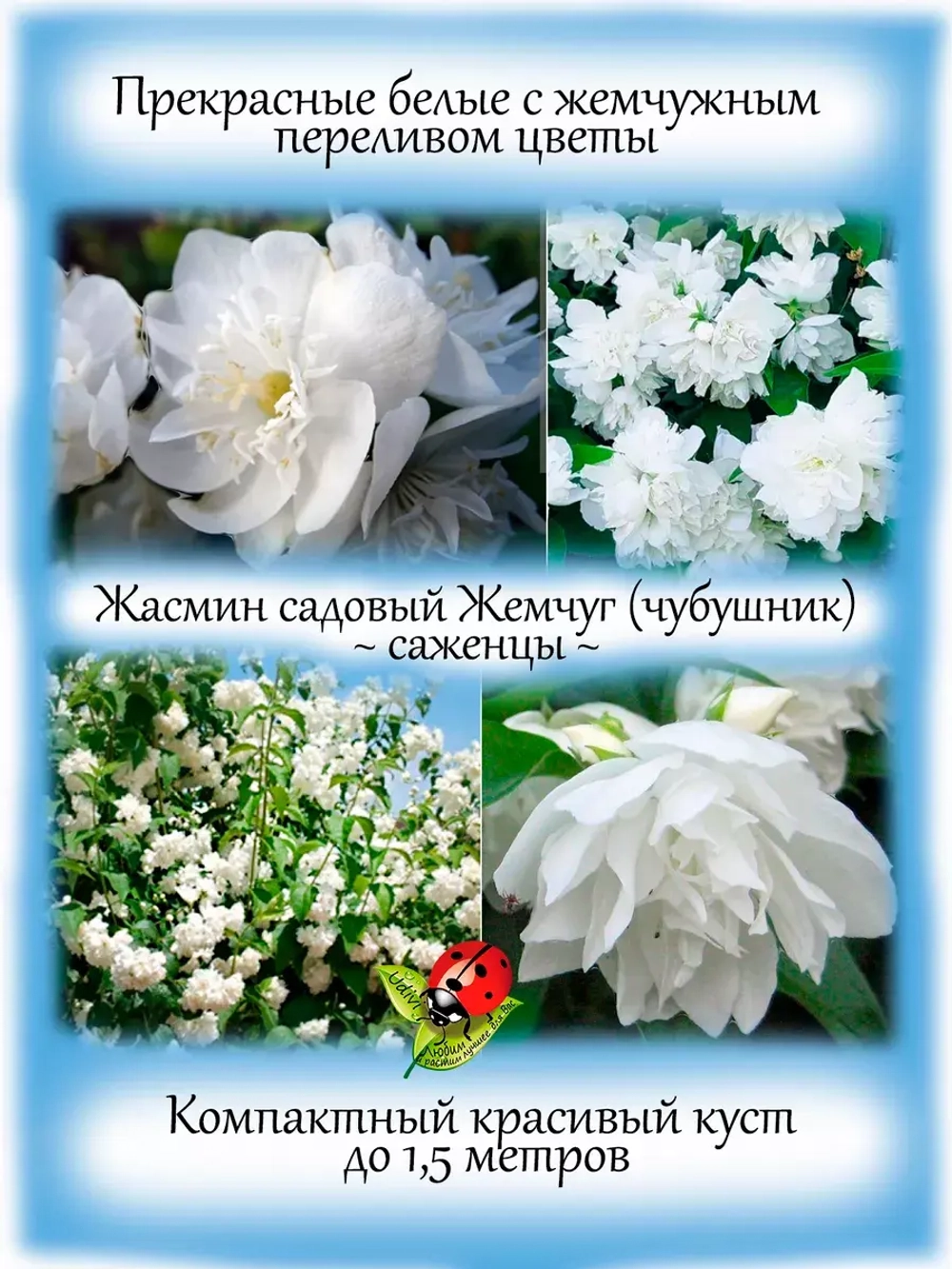 Жасмин садовый Жемчуг чубушник