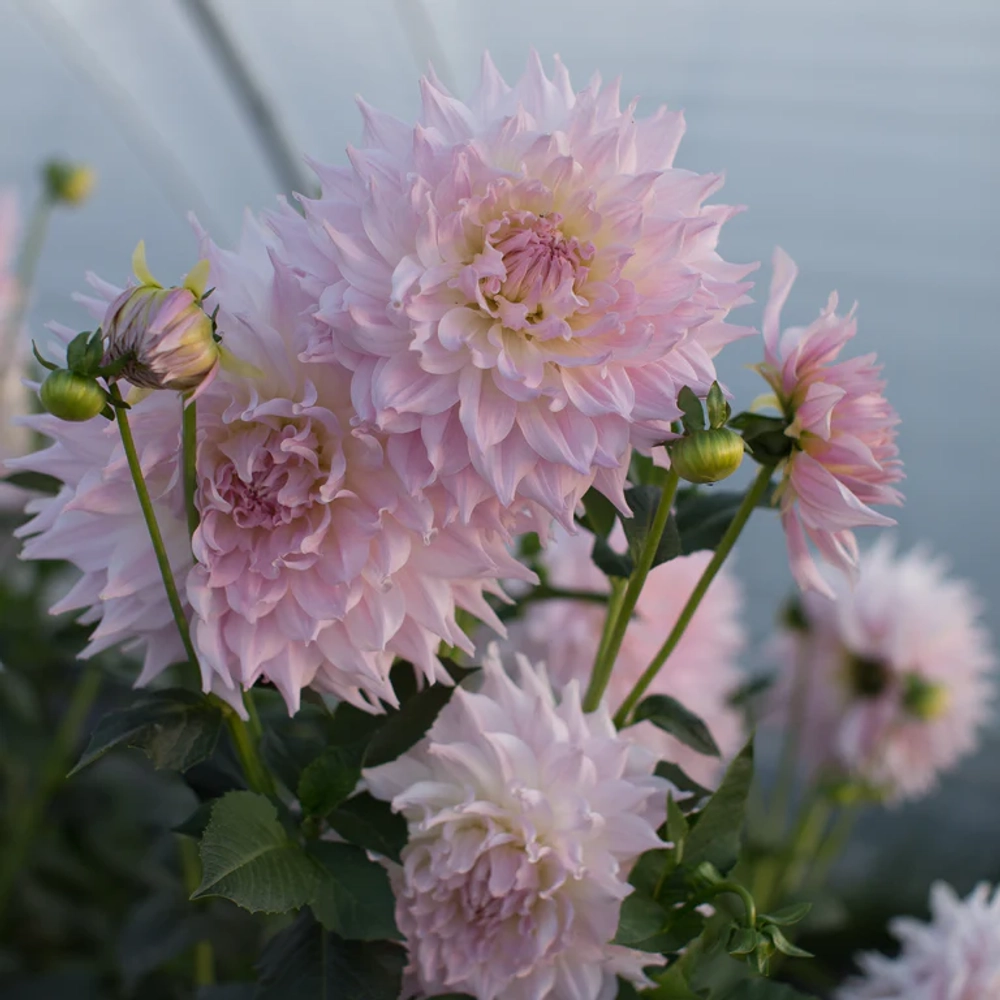 Георгин Ka's Cloud (корень) Закупка М55 апрель 2026