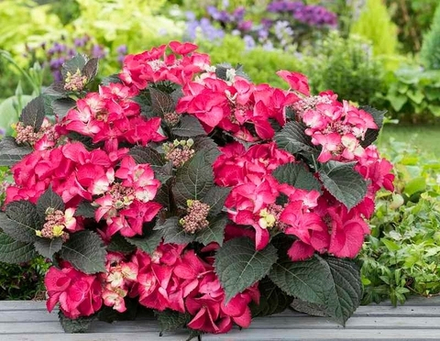 Teller Ledy In Red/Теллер Леди Ин Ред (Стандарт поставки Р9)2025г.