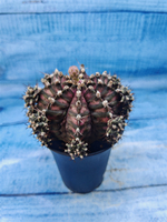 Gymnocalycium T-Rex Pink hybrid (Гимнокалициум T-rex)