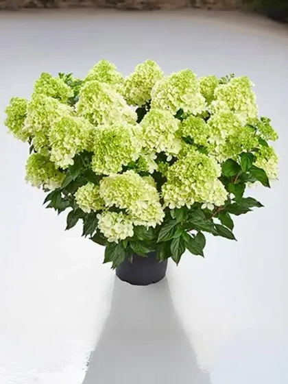 Гортензия метельчатая Пантонелла