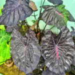 Колоказия PINK DRAGON