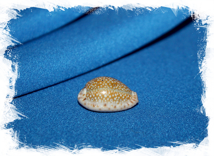 Ципрея океллата (Cypraea ocellata)