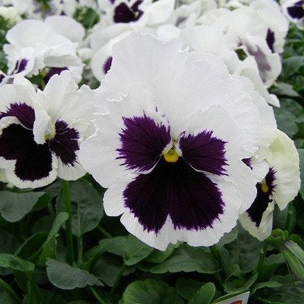 Виола белая с пятном (White Blotch ) (6шт)