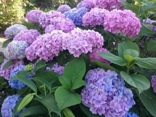 Гортензия крупнолистная "Бесконечное лето"