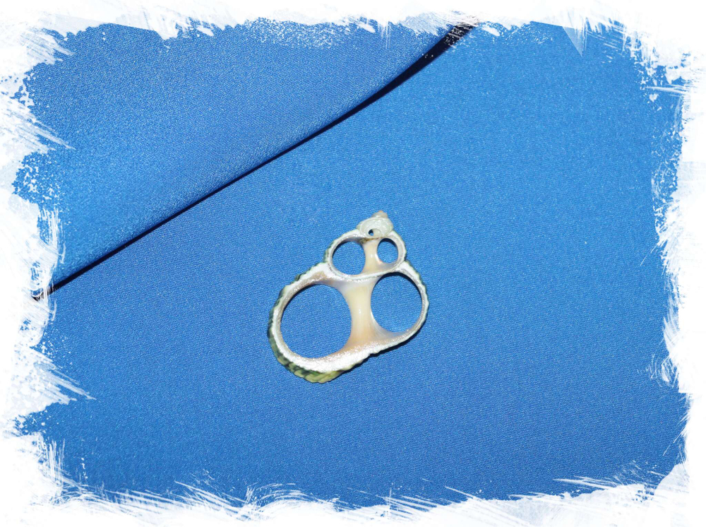 Спираль морской ракушки Турбо. Купить