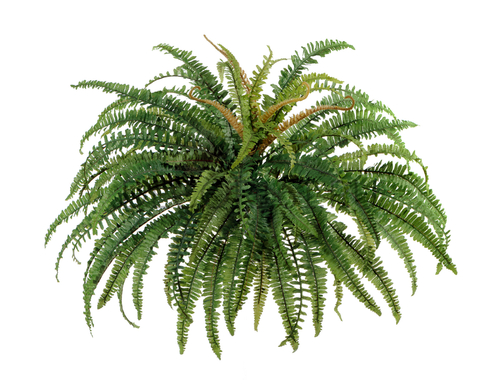 Папоротник лесной д-80 см, в-50 см (76 листов) 6/36 20.1318N