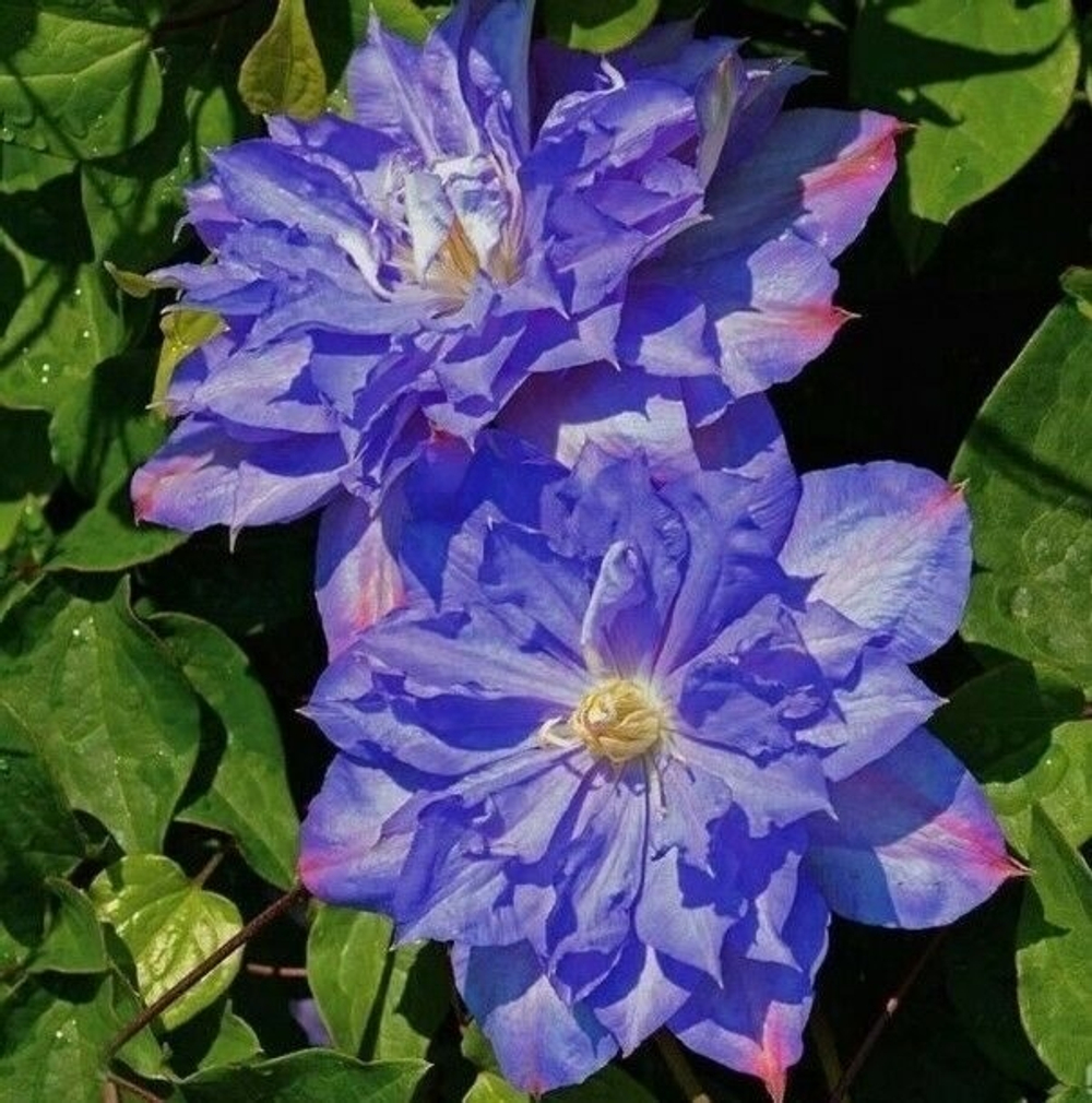 Клематис Blue Explosion (Блю Эксплоужен) Стандарт поставки Р9