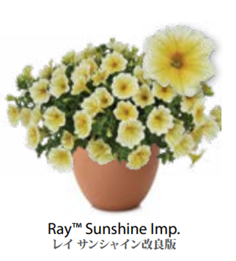 ЕВРО Петуния RAY Sunshine Imp. ЕВРО укорененный черенок СЕРЕДИНА НОЯБРЯ поставка 1