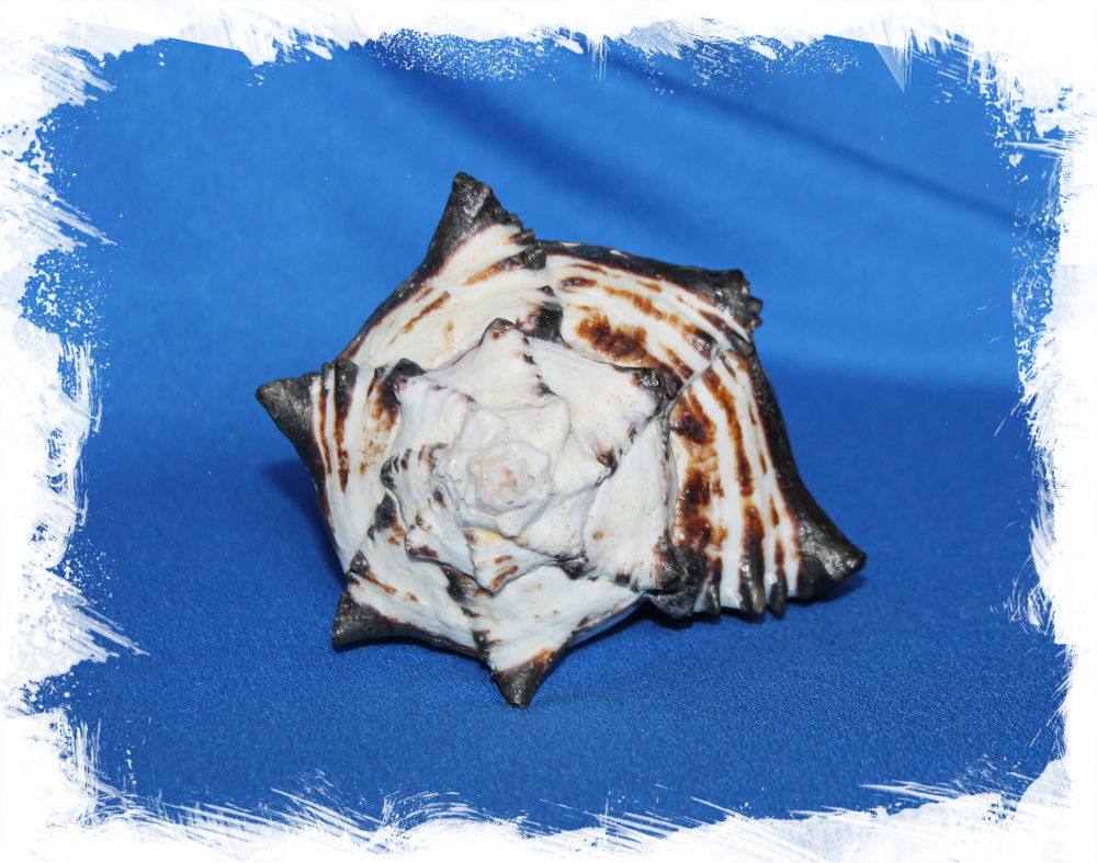 Ракушка Hexaplex nigritus