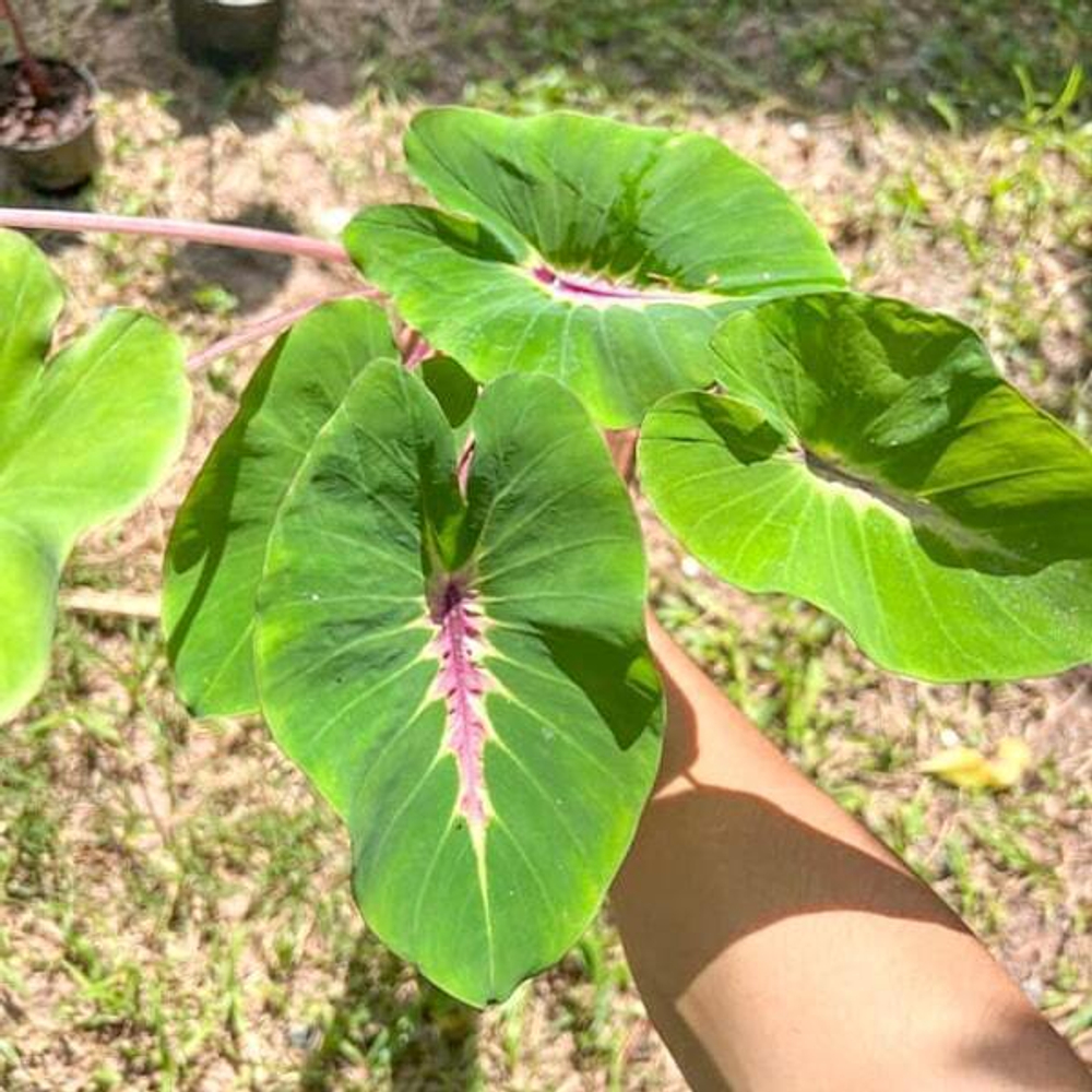 Колоказия PAPUA MANISE